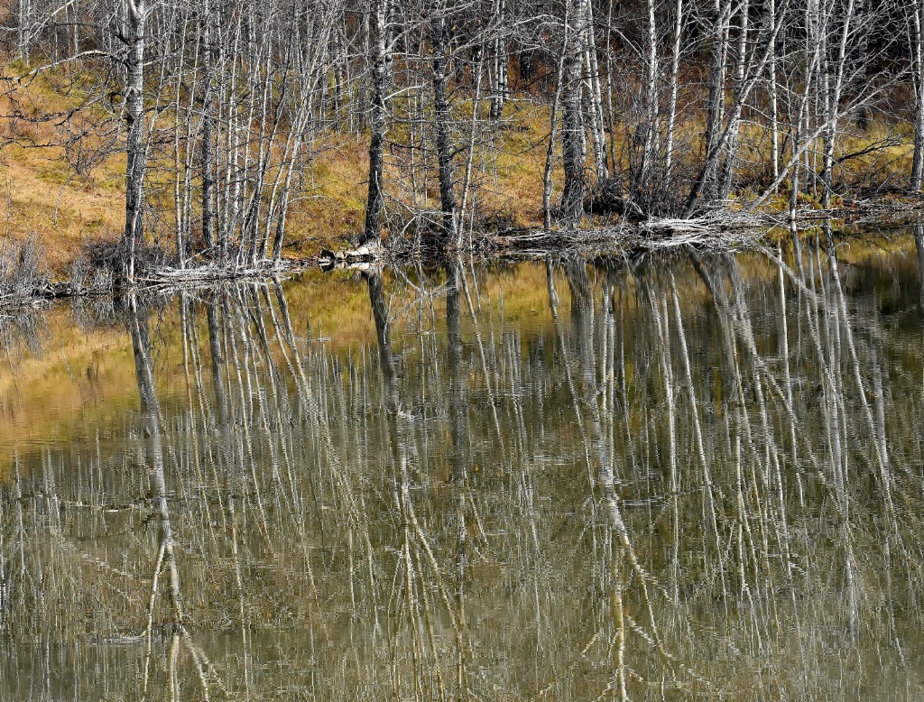 Still Waters At The Pond