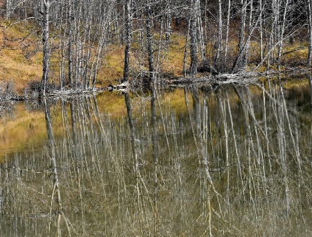 Still Waters At The Pond