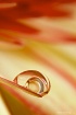 Droplet in a drop...