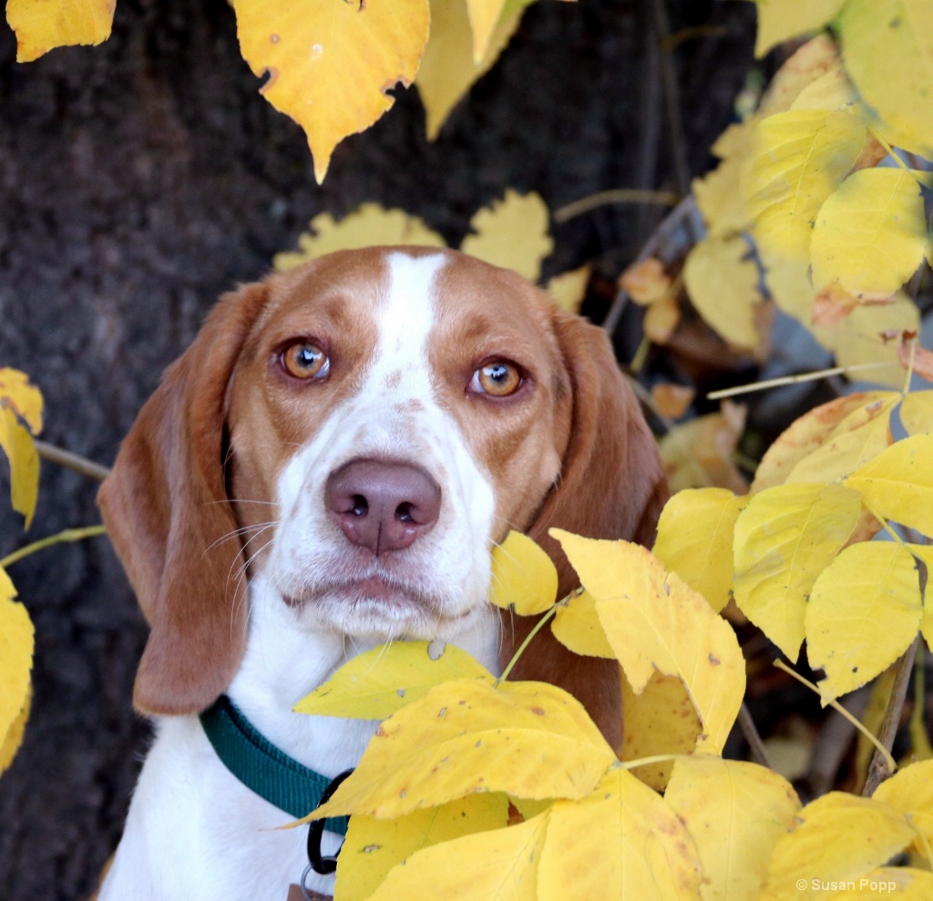 In the leaves