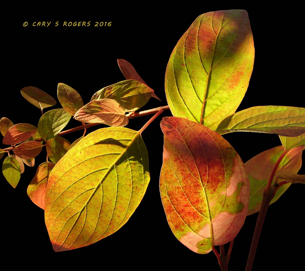 Dappled Autumn Leaves Collage