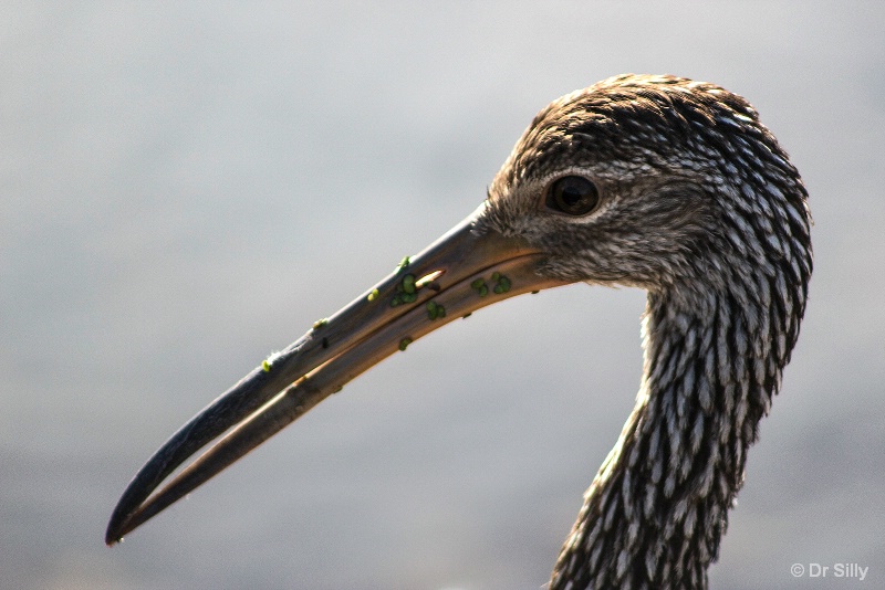 Limpkin Portrait