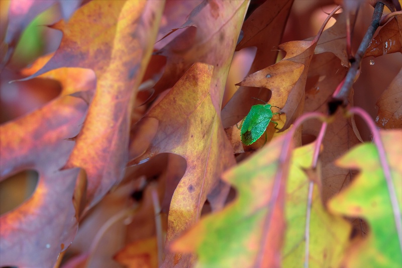 Green Bug and Fall Leaves