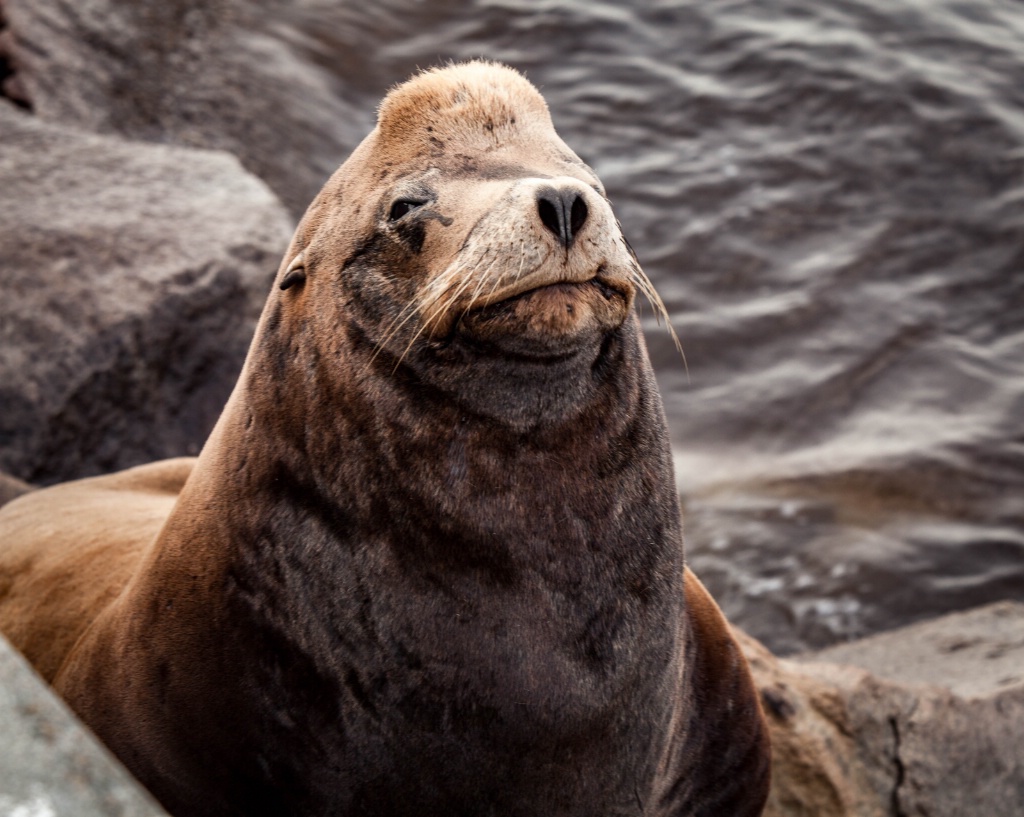 Seal lion