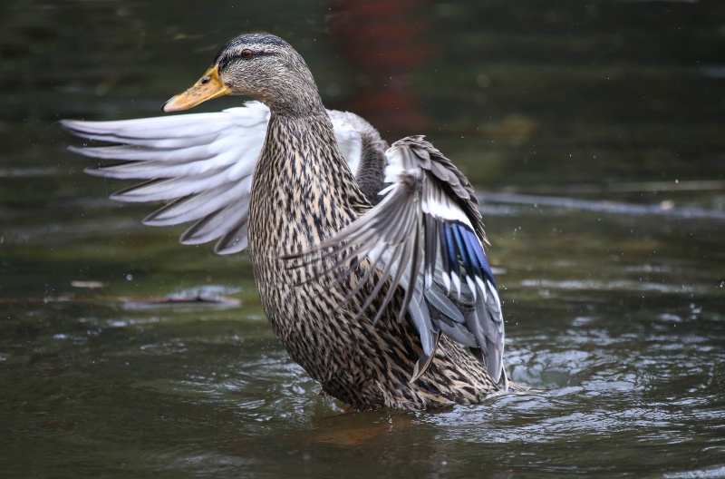 Mallard Hen 