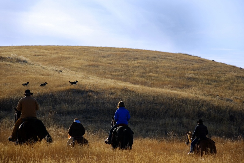 Riders in Tall Grass with Border Collies 