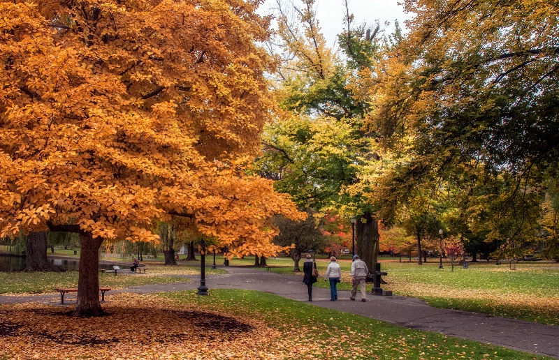 Autumn in the Public Garden, Boston MA