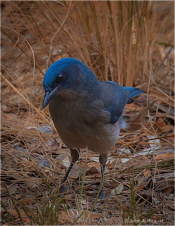 Mexican Jay - ID: 15261726 © John A. Roquet