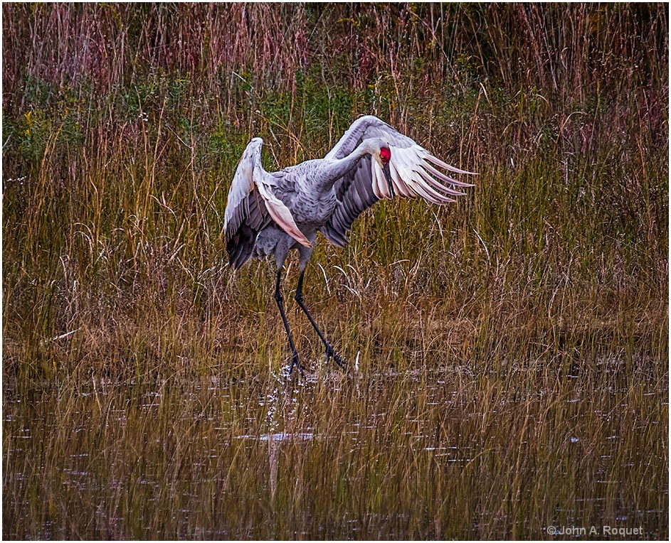 Sandhill Crane Dancing