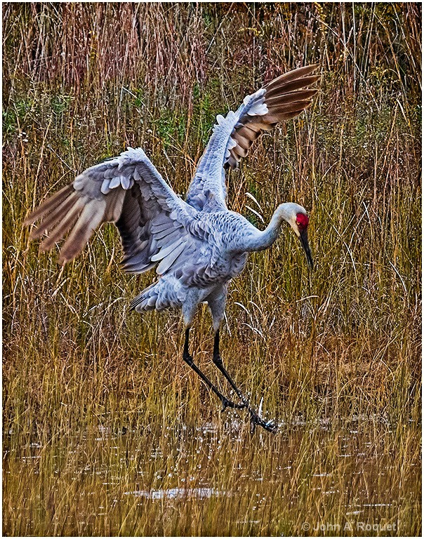 Sandhill Crane Dancing - ID: 15261728 © John A. Roquet