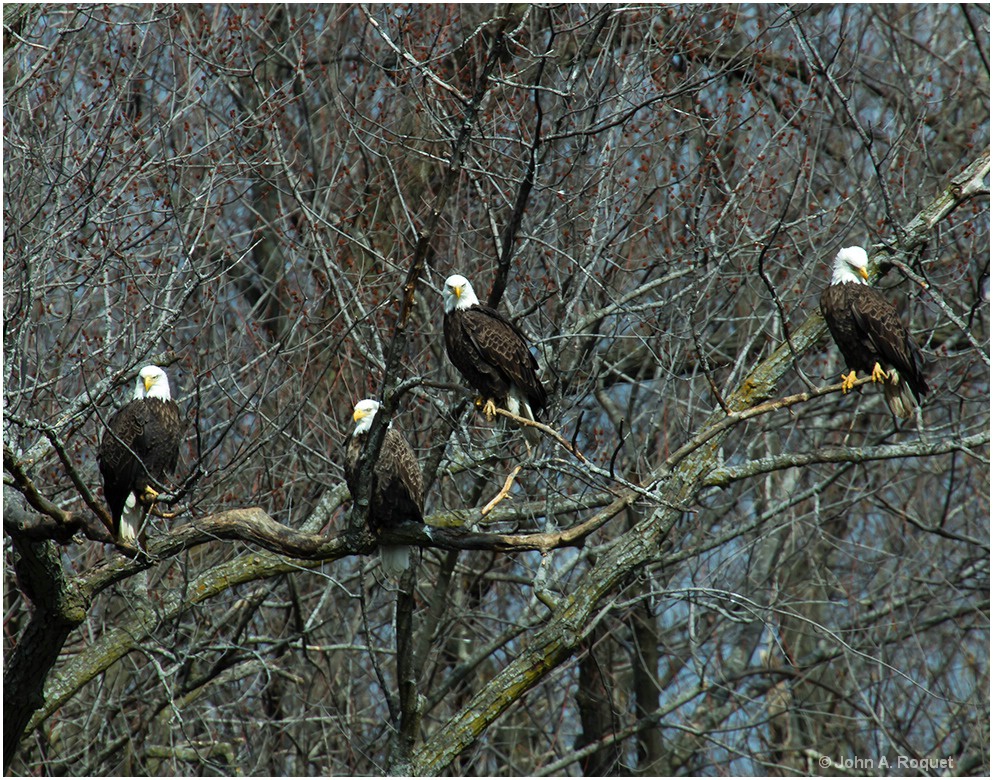Iowa Eagles - ID: 15261741 © John A. Roquet