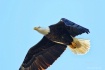 Florida Nesting T...
