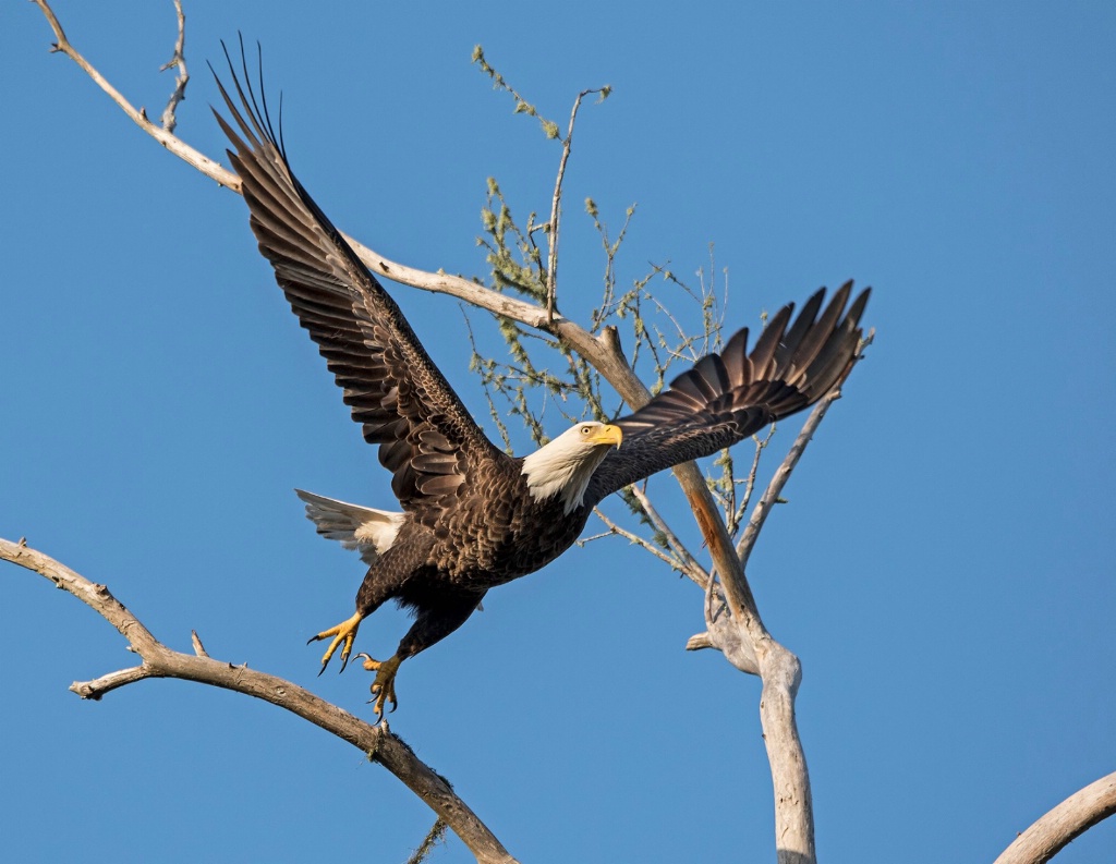 Eagle #21 - ID: 15261988 © Michael Cenci