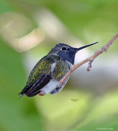 Annas Humming Bird AA 10 28 2016