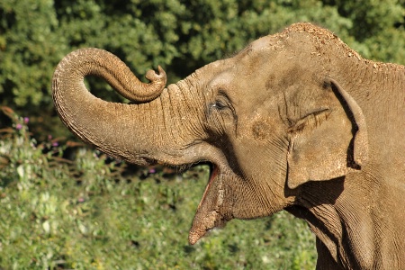 Asian Elephant