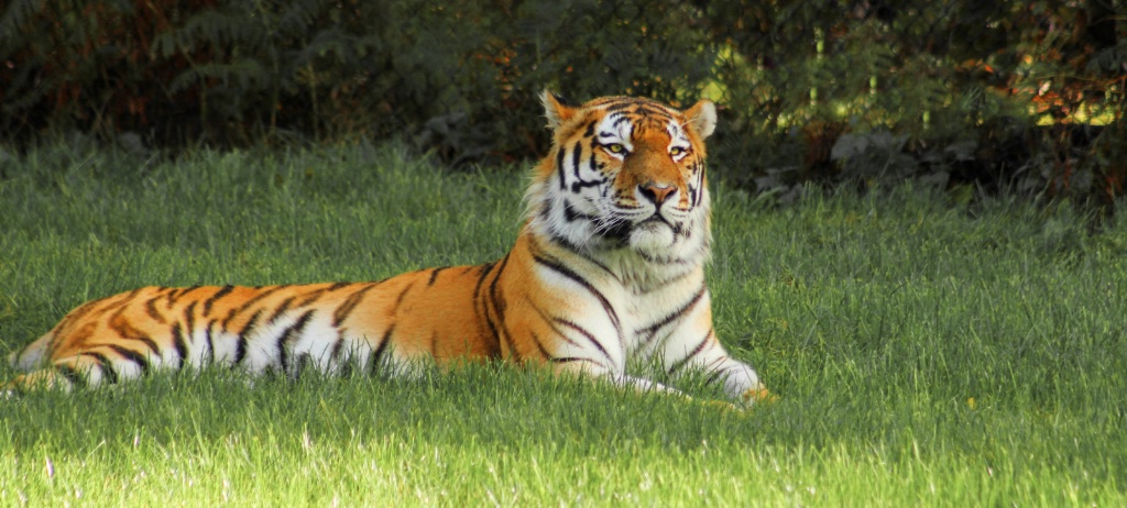 Elton Male Amur Tiger