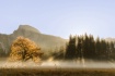 Cook Meadow Sunri...