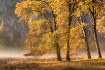 Valley Oaks
