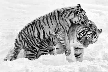 Tiger Cubs at Play