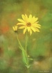 Flower Impression...