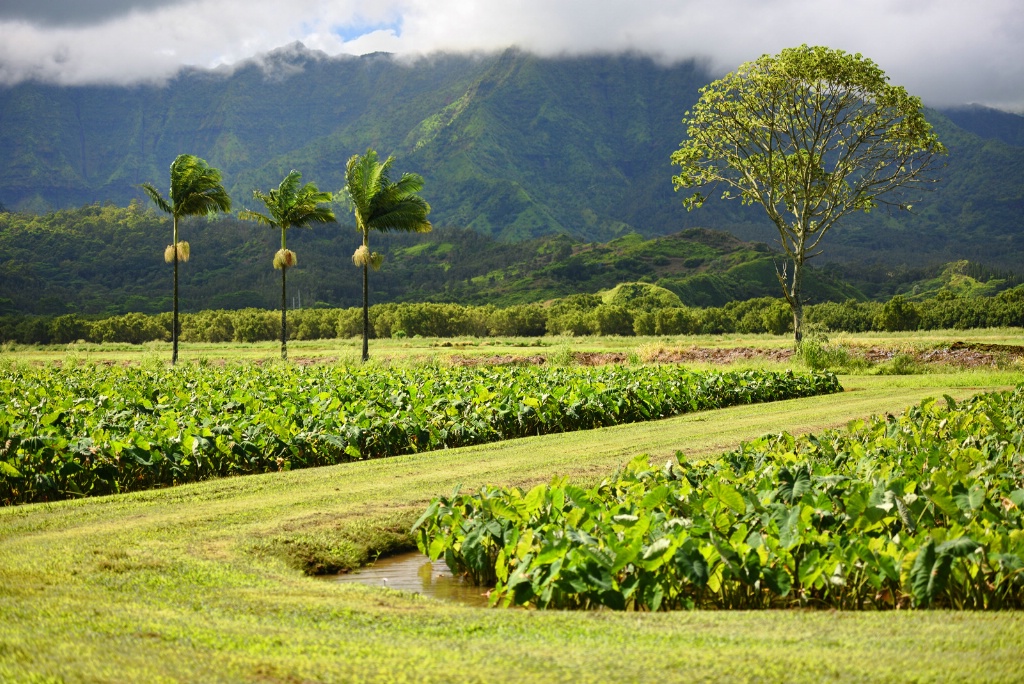 Taro Plantation