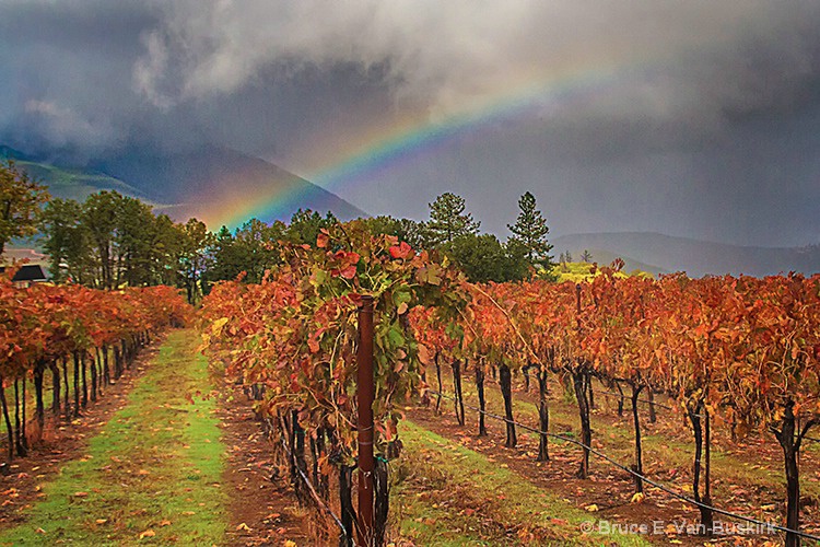 Rainbow over vineyard