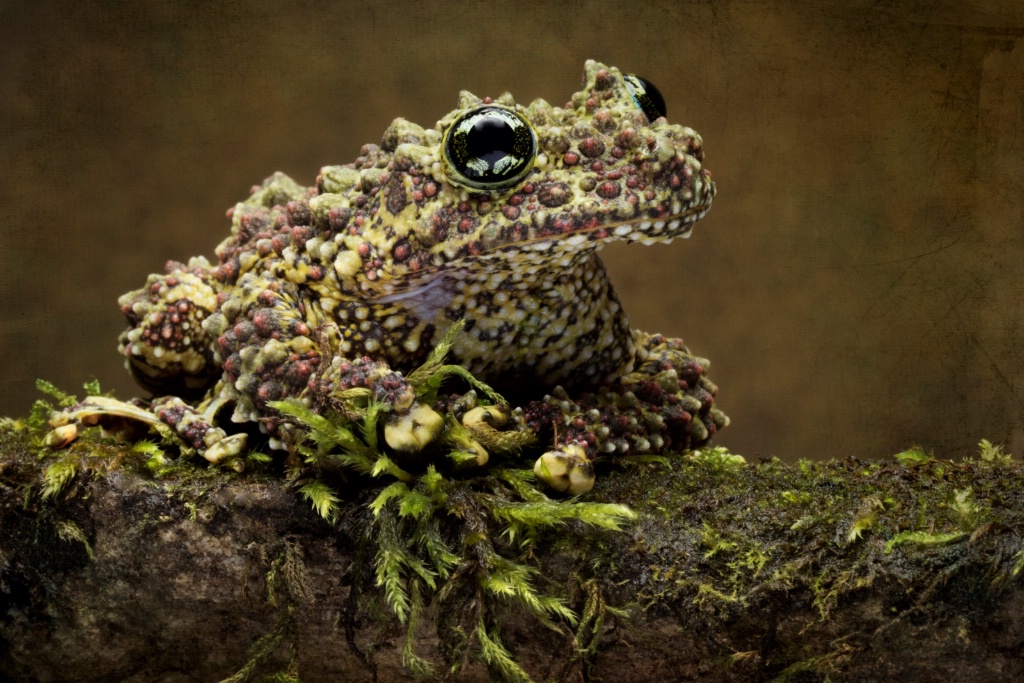 Mossy Frog