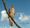 Red Shoulder Hawk