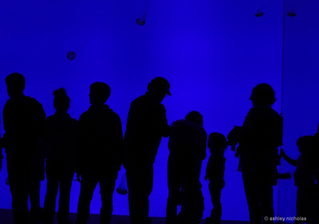Shadows in the aquarium  - ID: 15263219 © ashley nicholas