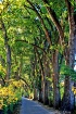 Sunlit Path