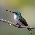 © John Shemilt PhotoID# 15263742: Andean Emerald - Feb 23rd, 2012