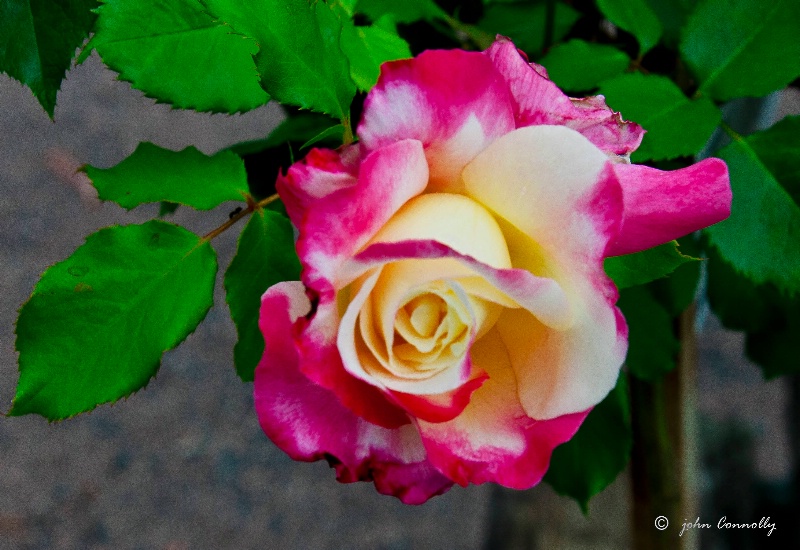 A Rose in Spring