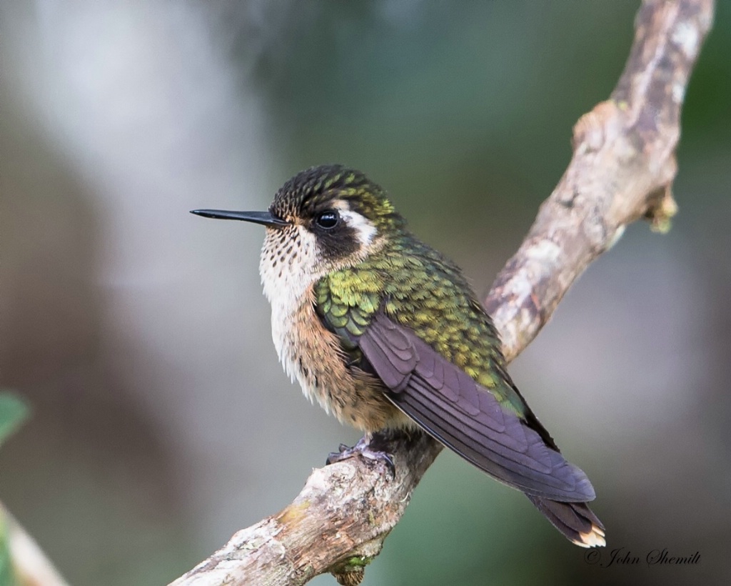 Speckled Hummingbird - Jan 25th, 2014