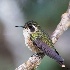 © John Shemilt PhotoID# 15263790: Speckled Hummingbird - Jan 25th, 2014