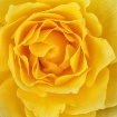 Heart of a Rose
