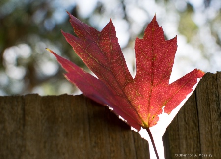 Fall's Maple Leaf
