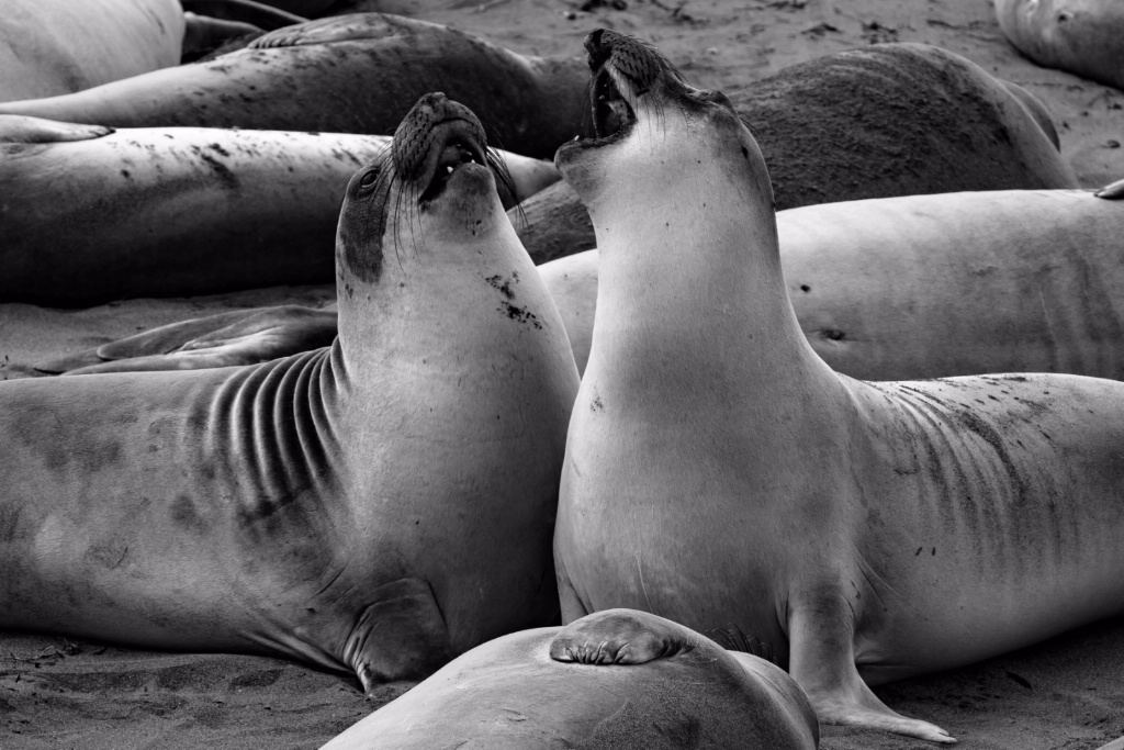 Elephant Seals