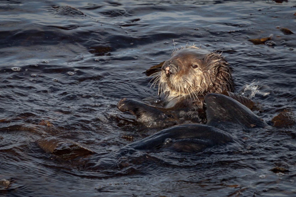 Sea Otter, Monterey Bay