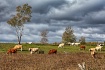 Out To Pasture