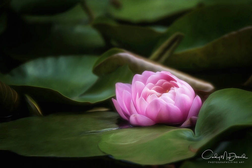 On The Lily Pond