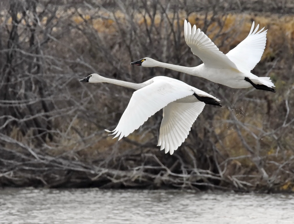 The Graceful Tundra Swans