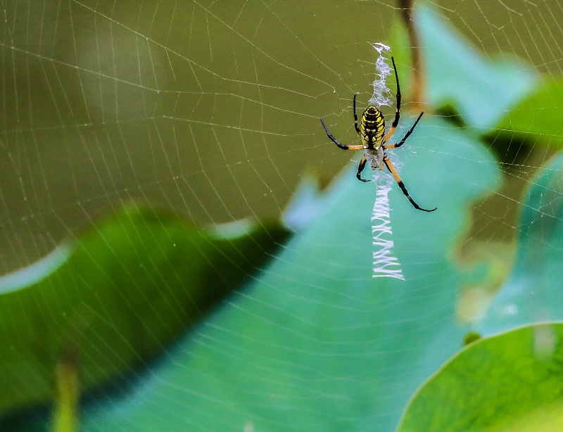 Garden spiders or orb weavers