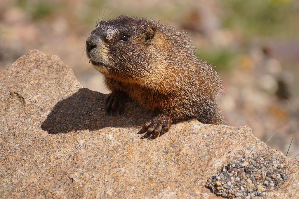 Marmot Coming Over