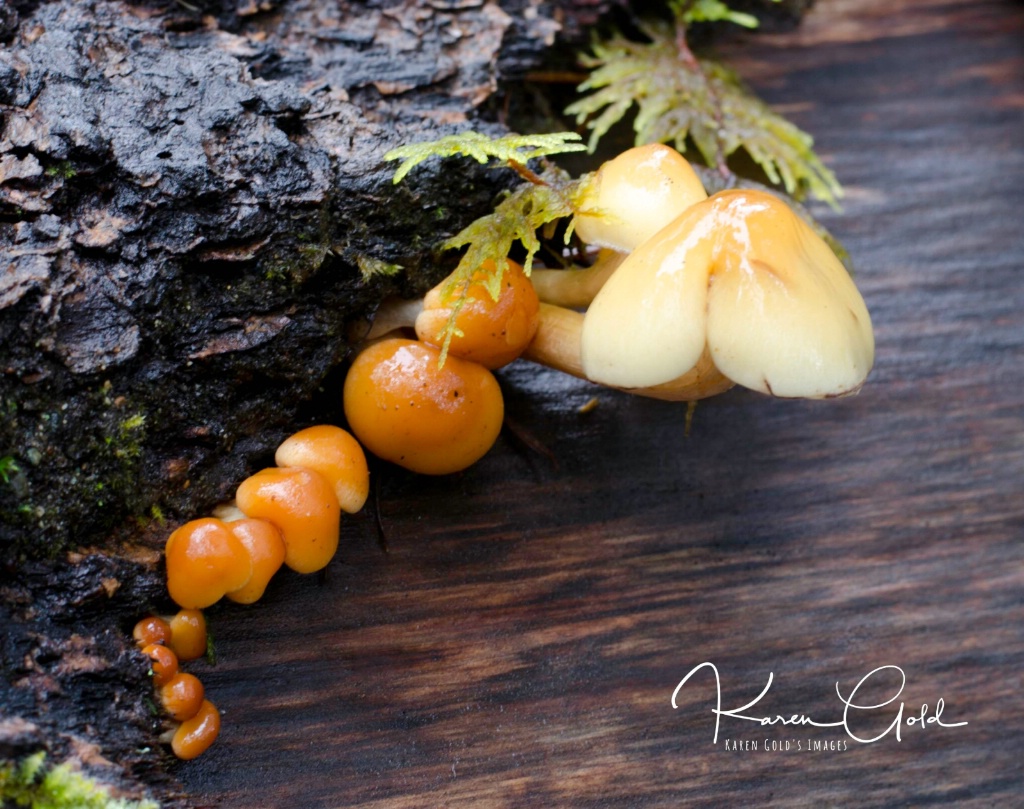 Mushrooms in a Row - ID: 15264651 © Karen E. Gold