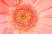 Centre of Beauty