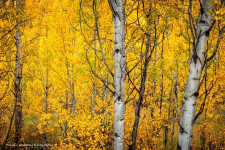 Golden Aspens