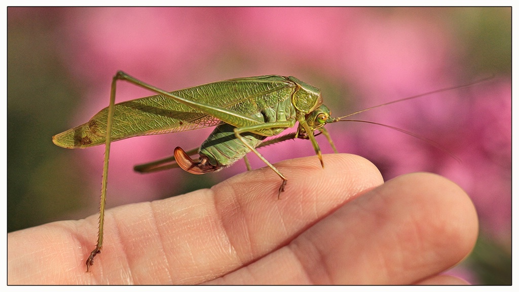 katydid on my finger