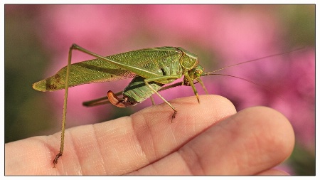 katydid on my finger