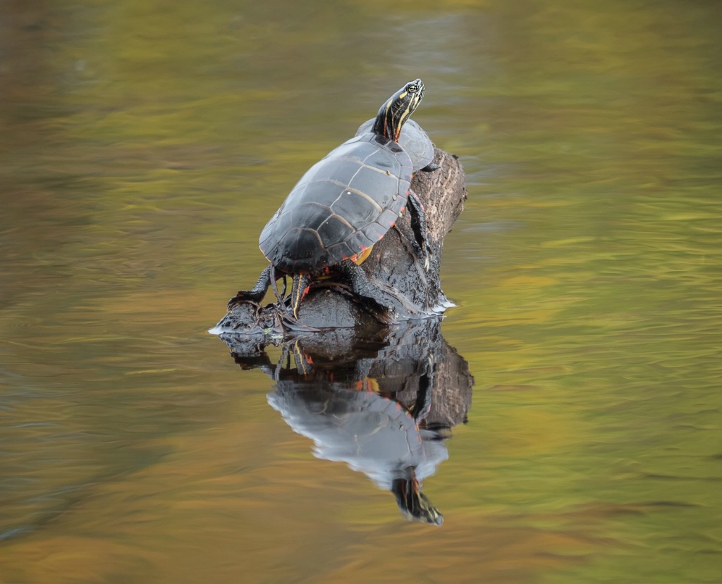 Turtles Lounging