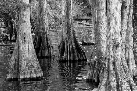 Knee Deep in Cypress Swamp